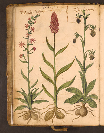 Erbario Folio 19v (circa 15th century)