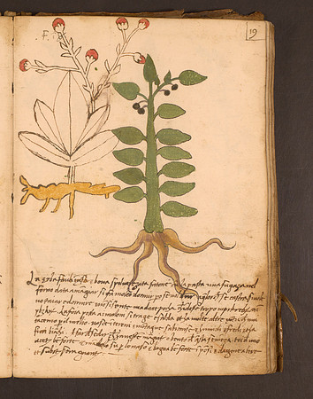 Erbario Folio 19r (circa 15th century)