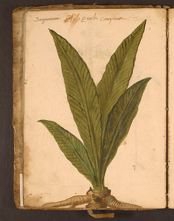 Erbario Folio 17v (circa 15th century)