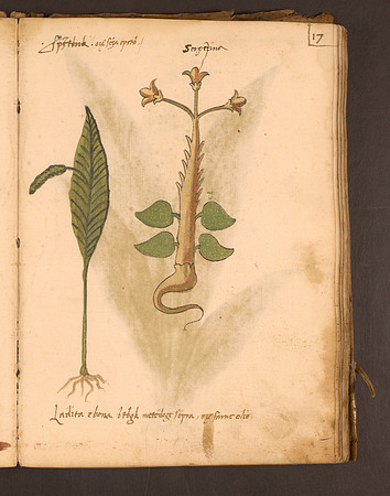 Erbario Folio 17r (circa 15th century)