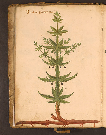 Erbario Folio 16v (circa 15th century)