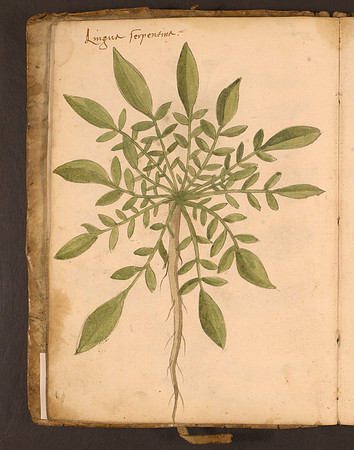 Erbario Folio 15v (circa 15th century)