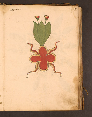 Erbario Folio 15r (circa 15th century)