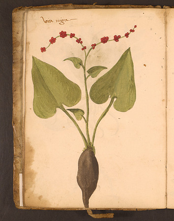 Erbario Folio 13v (circa 15th century)