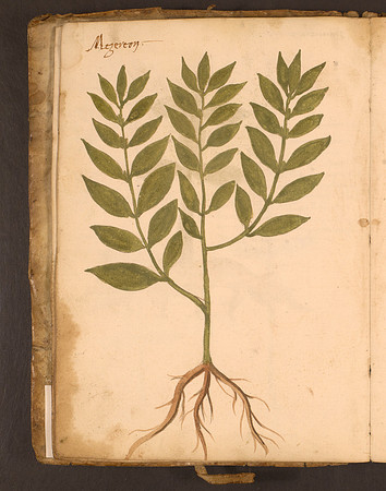 Erbario Folio 12v (circa 15th century)