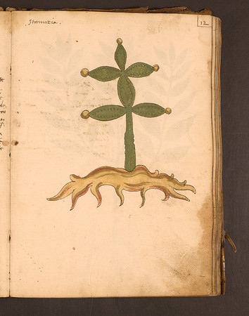 Erbario Folio 12r (circa 15th century)