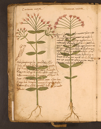 Erbario Folio 11v (circa 15th century)