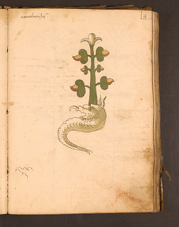Erbario Folio 11r (circa 15th century)