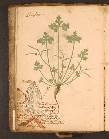 Erbario Folio 10v (circa 15th century)