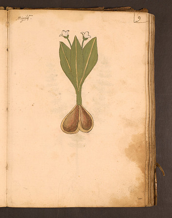Erbario Folio 9r (circa 15th century)