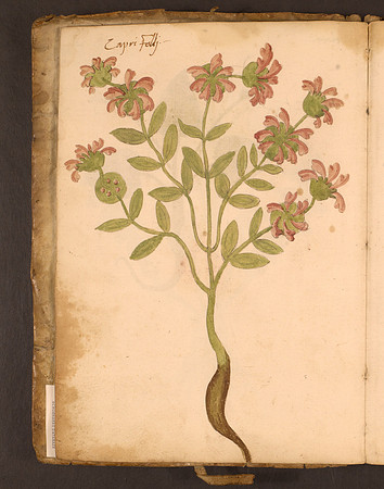 Erbario Folio 8v (circa 15th century)