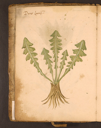 Erbario Folio 7v (circa 15th century)