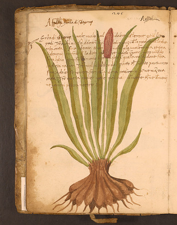 Erbario Folio 6v (circa 15th century)