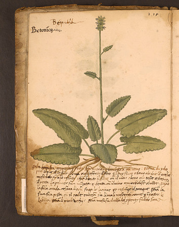 Erbario Folio 5v (circa 15th century)