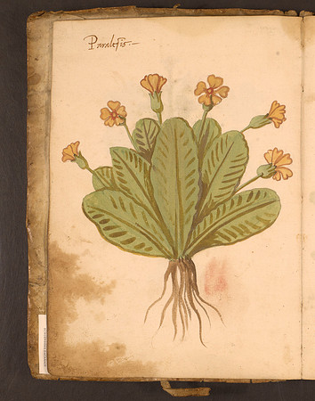 Erbario Folio 4v (circa 15th century)