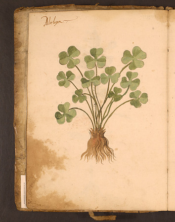 Erbario Folio 3v (circa 15th century)