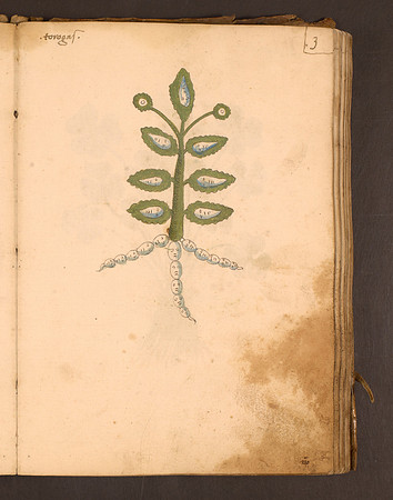 Erbario Folio 3r (circa 15th century)