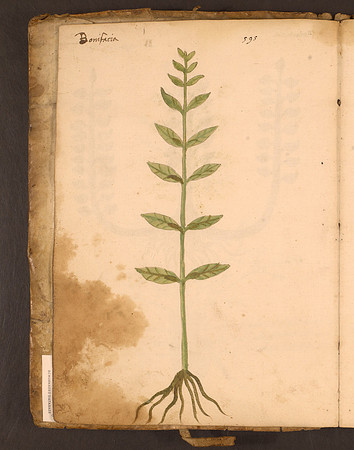 Erbario Folio 2v (circa 15th century)