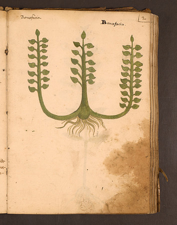 Erbario Folio 2r (circa 15th century)