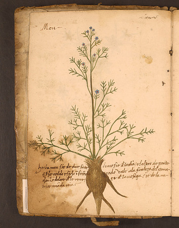 Erbario Folio 1v (circa 15th century)