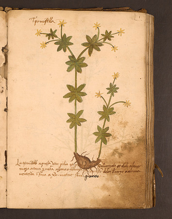 Erbario Folio 1r (circa 15th century)