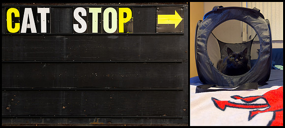 Draco Cat Stop (Diptych)