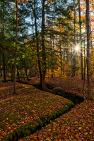 Sunburst Forest Rift