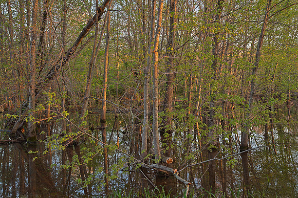 McKee-Beshers Marsh
