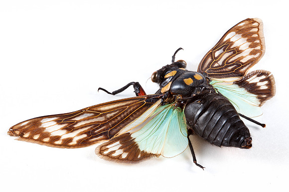 Cicadidae Sp Cicada 2
