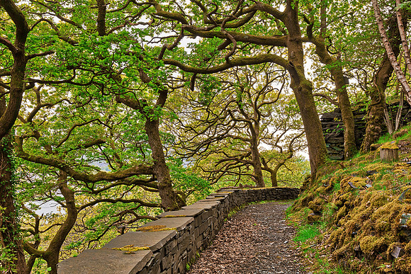 Dinorwic Woods Trail