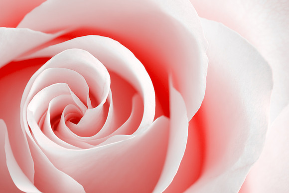 Red Rose Macro - High Key