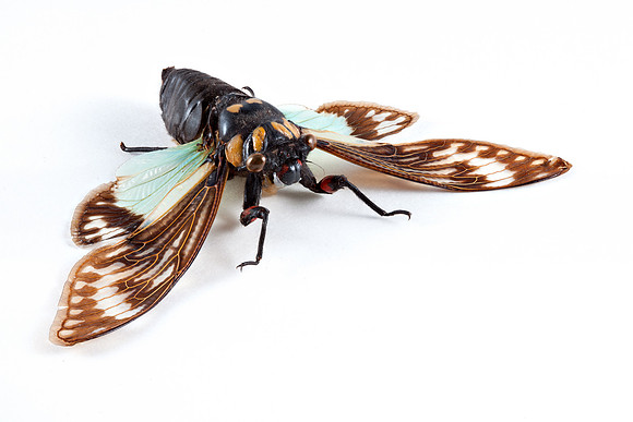 Cicadidae Sp Cicada 3