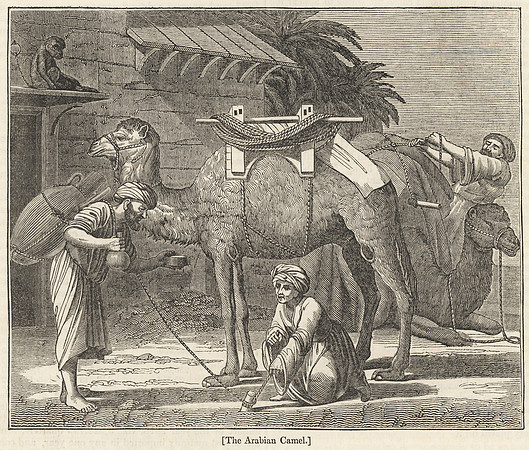 Vintage Illustration - The Arabian Camel
