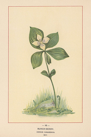 Vintage Image Plate - Bunch-Berry