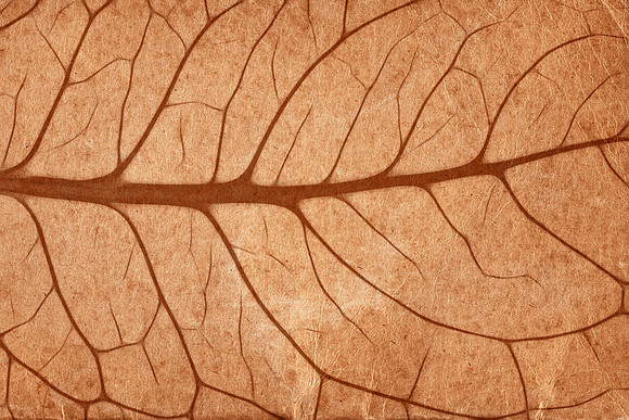 Vintage Sepia Leaf Veins
