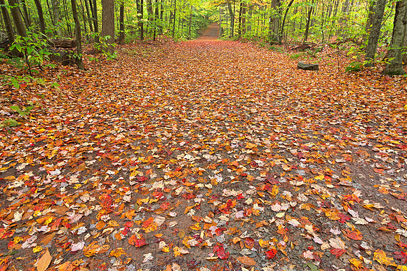 Ricketts Glen Fall Trail