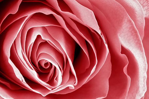 Pink Rose Macro