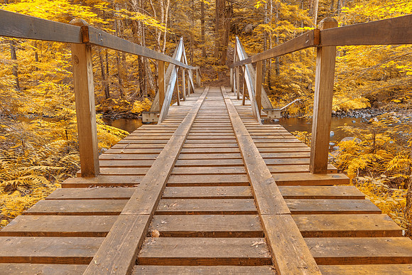Golden Forest Track Bridge