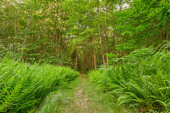 Summer Fern Trail