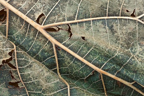 Organic Decay