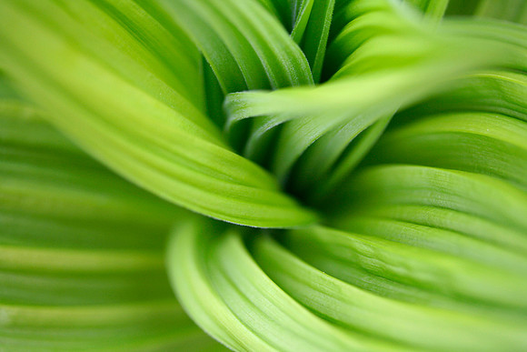 Veratrum Macro