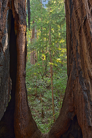 Window to Muir Woods