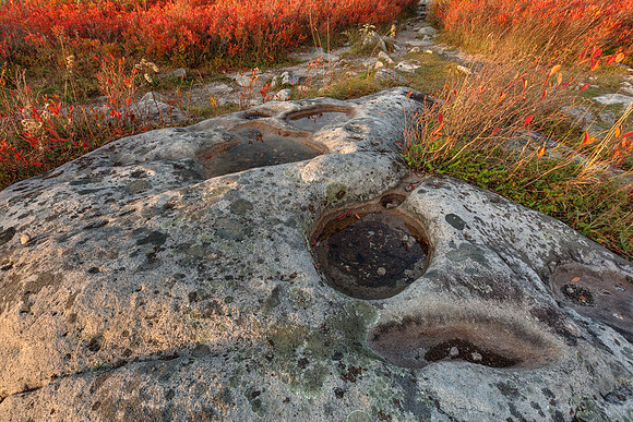 Autumn Huckleberry Fossil