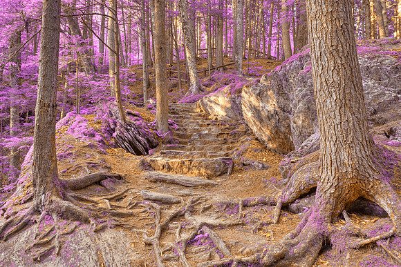 Purple Mountain Forest Trail