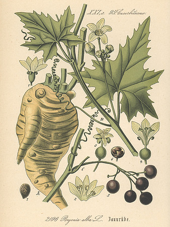 Vintage Image Plate - Bryonia Alba