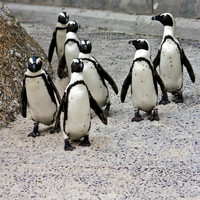 African Penguin Posse