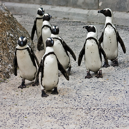 African Penguin Posse