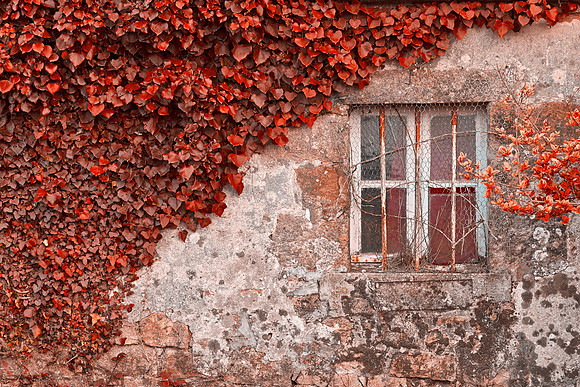 Red Ivy Wall