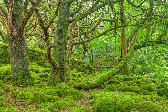 Emerald Forest
