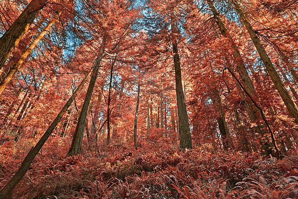 Salmon Woods